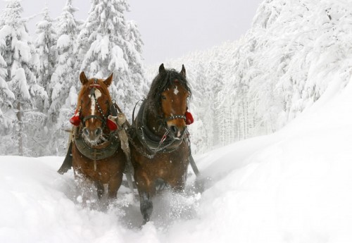 Pferdeschlittenfahrtenim Winterurlaub in Wagrain